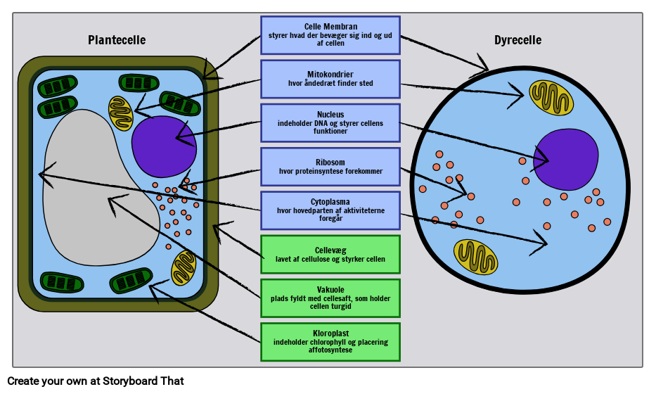 Plante Og Dyreceller Storyboard Por Da examples