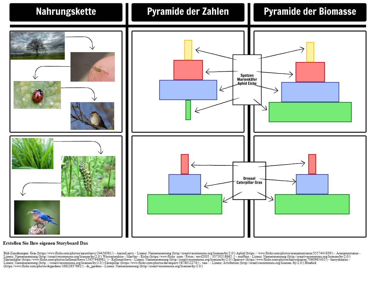 Pyramiden von Biomasse und Pyramiden von Zahlen