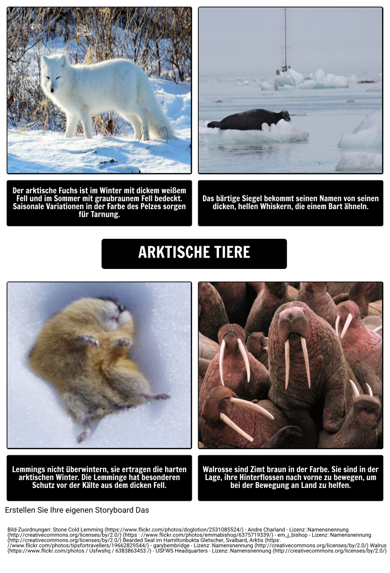 Wo Leben Eisbären? Arktische Tiere