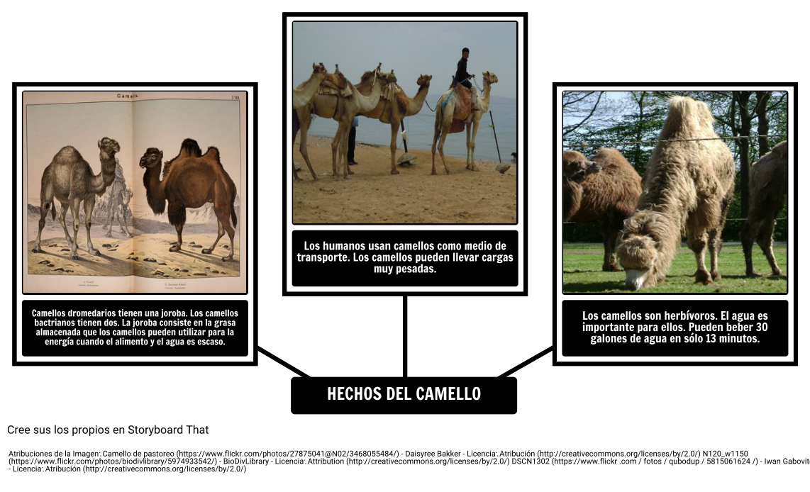 Cómo el Camello Consiguió su Joroba - Hechos del Camello