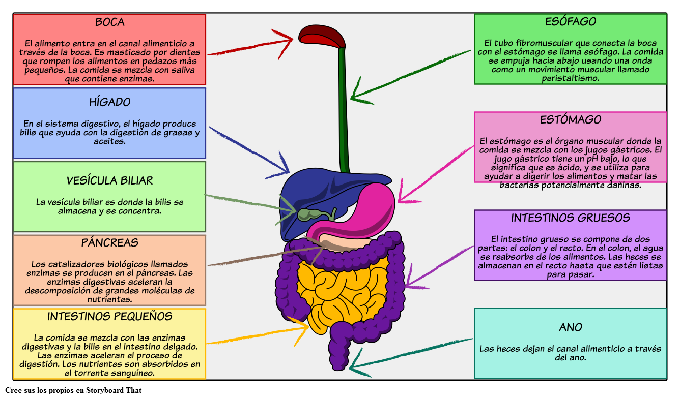 Funciones De Los Organos Del Sistema Digestivo Para Niños