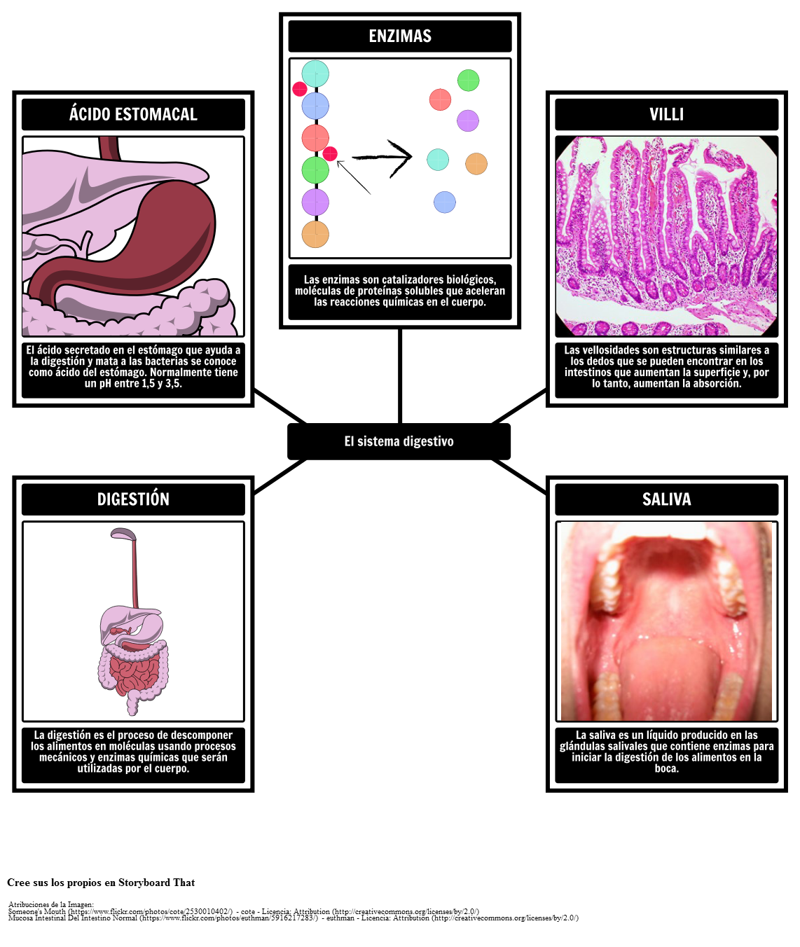 Vocabulario del Sistema Digestivo