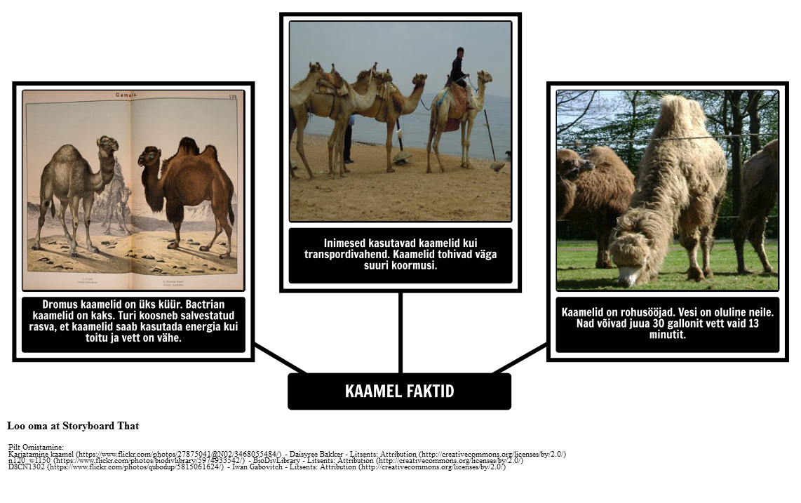 Kuidas Camel sai oma Sorteerimismäelt - Camel Faktid