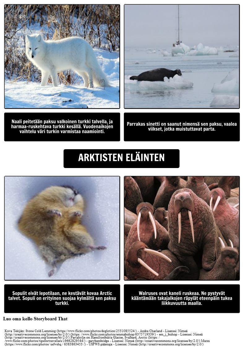 Mistä Jääkarhut Live? Arctic Eläimet
