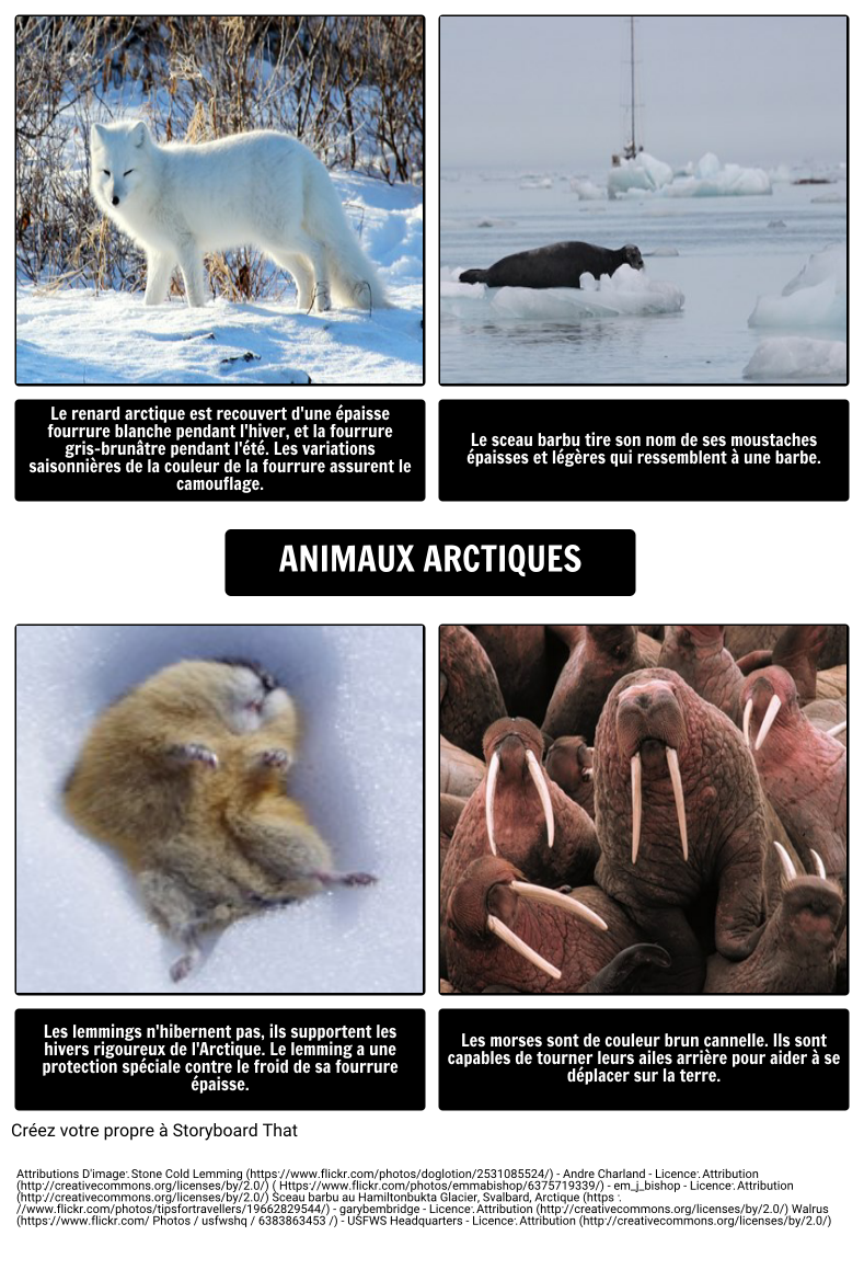 Où Vivent les Ours Polaires? Animaux Arctiques