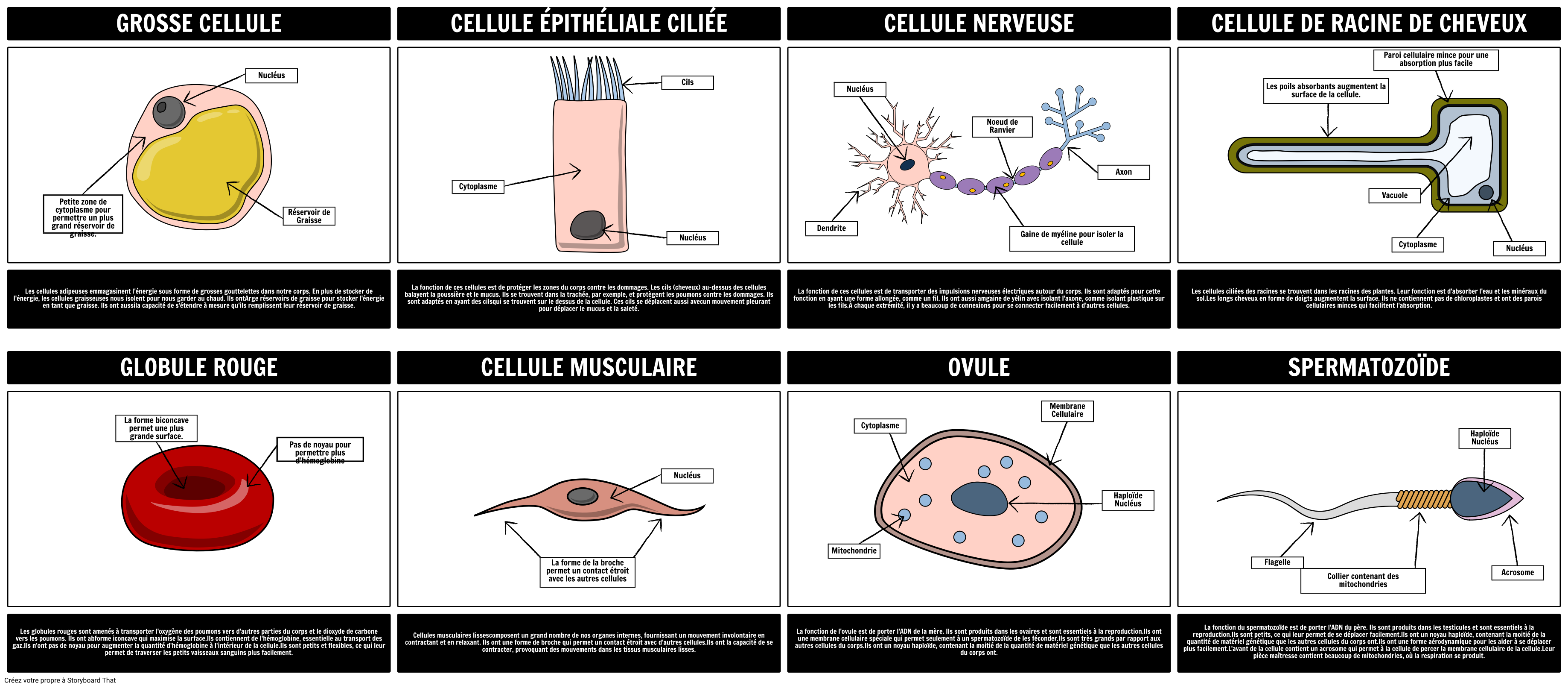 Cellules Spécialisées 