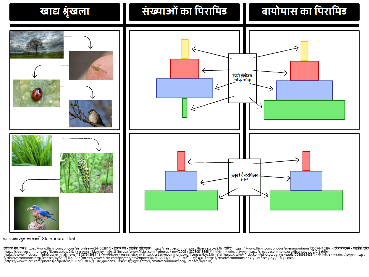 बायोमास के पिरामिड और नंबरों के पिरामिड