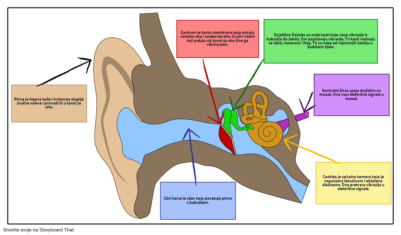 Struktura uha