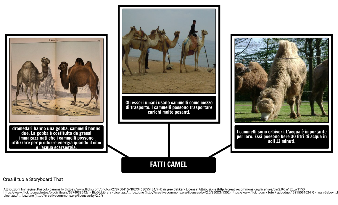 Come il Cammello Prese il Gobba - Camel Fatti