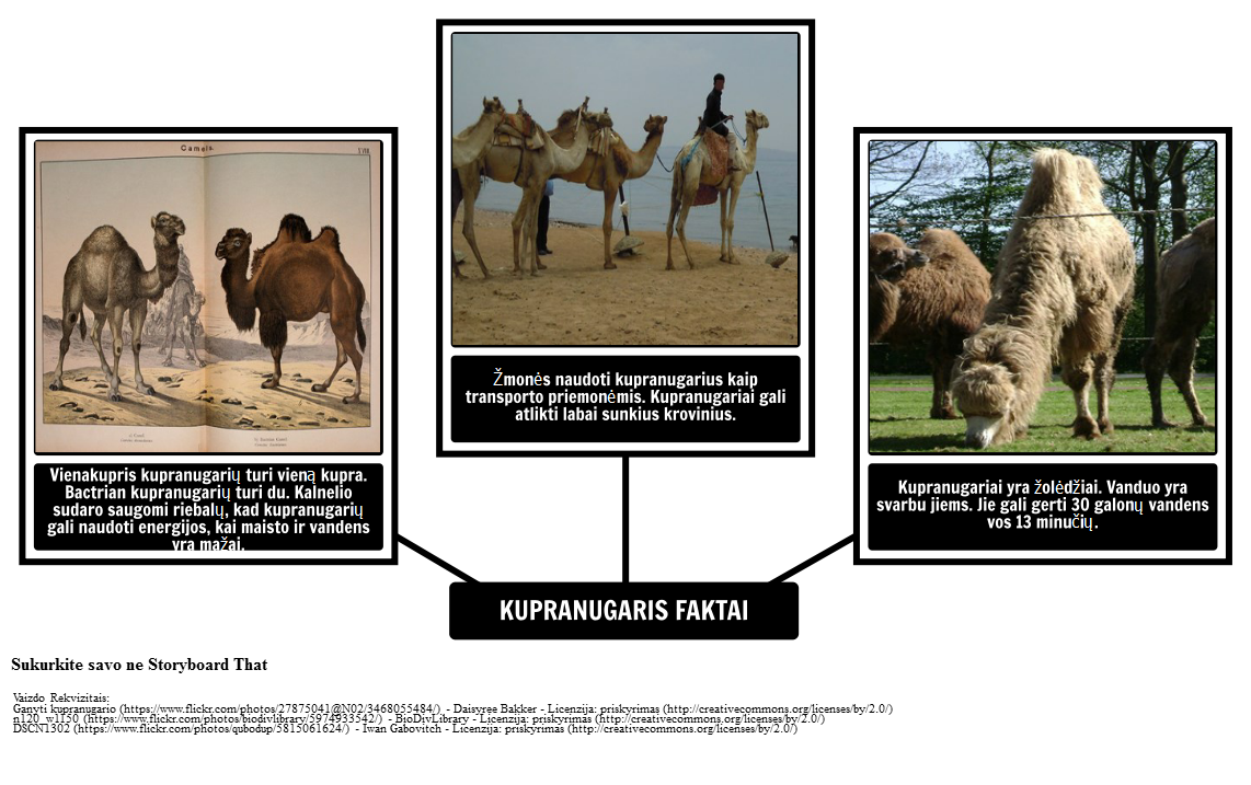 Kaip Camel Gavo Savo Kupra - Camel Faktai