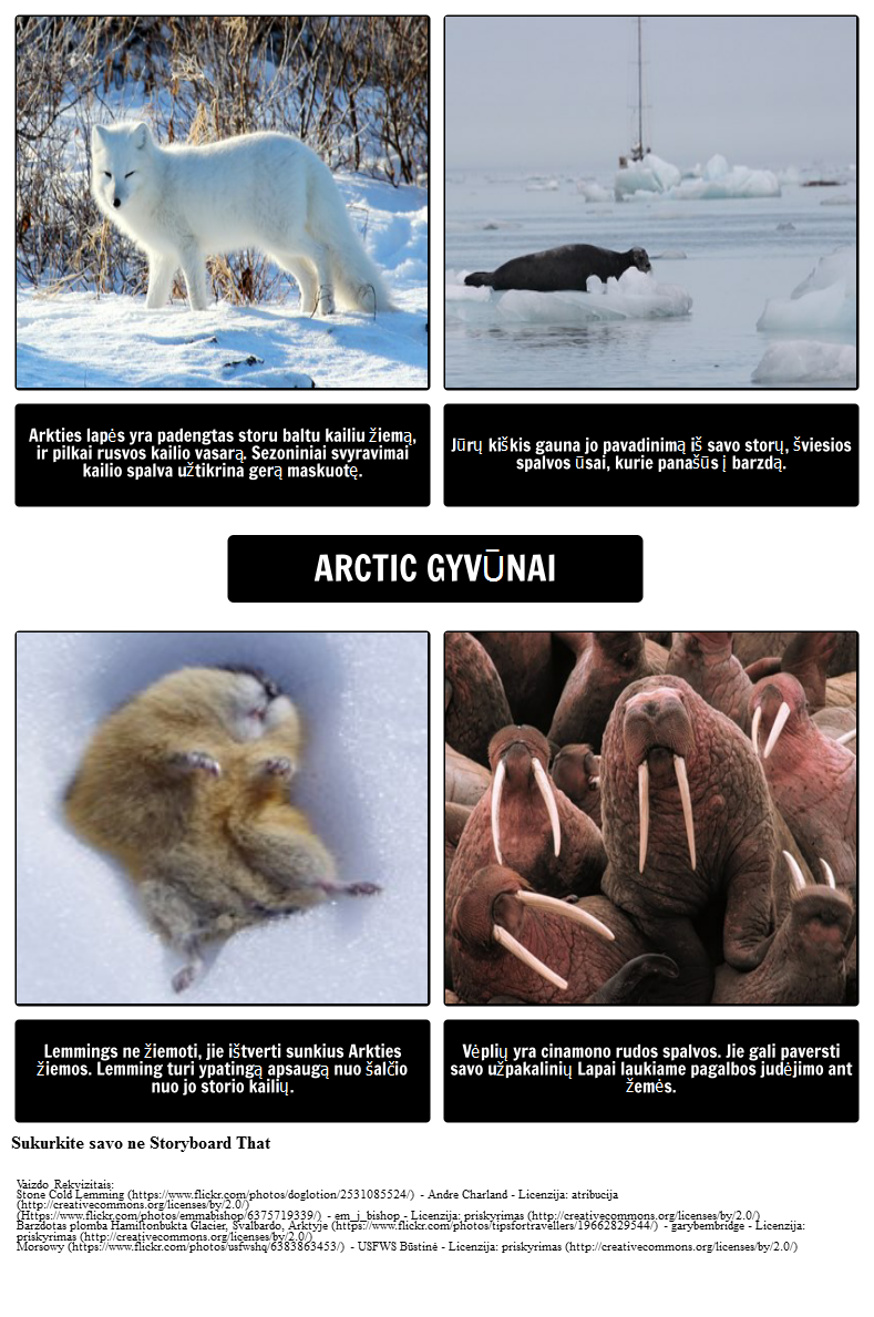 Kur Polar Bears Live? Arkties Gyvūnai