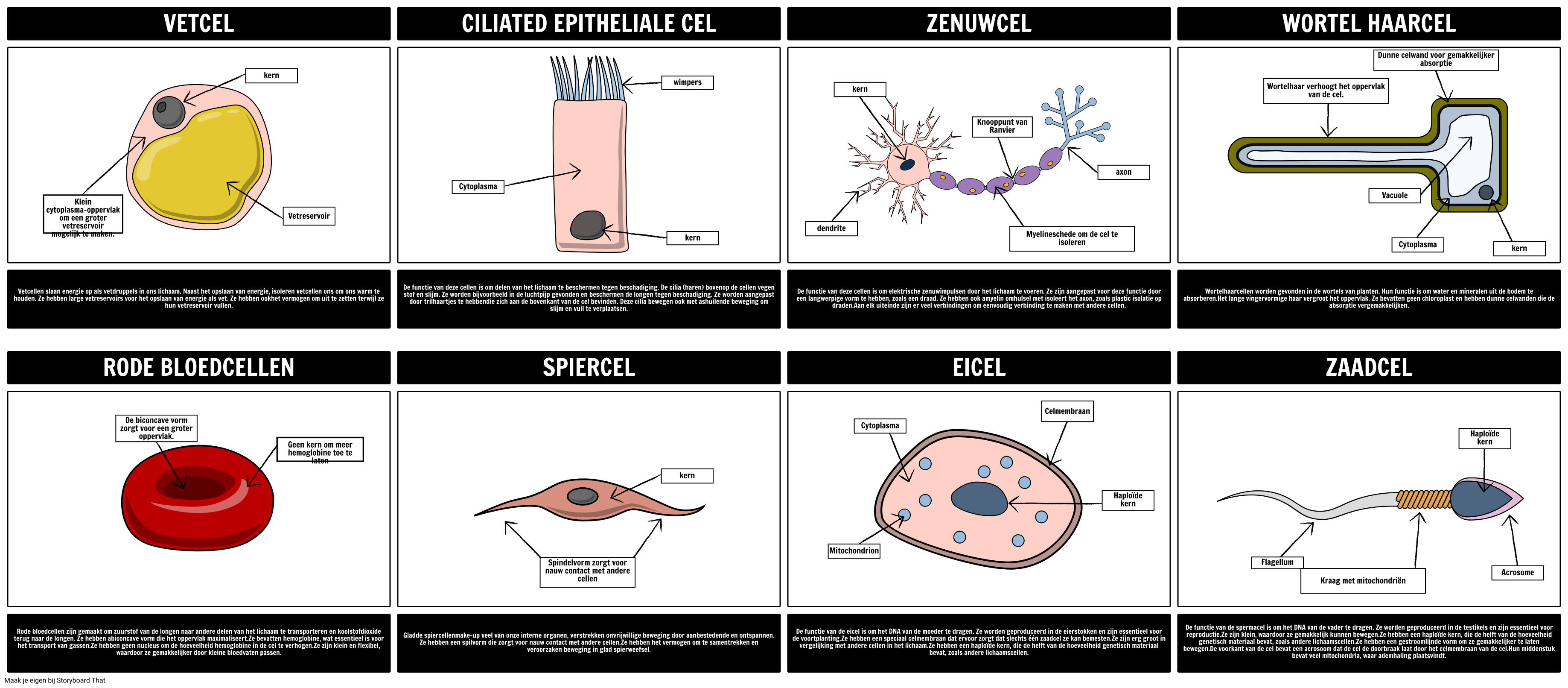 Gespecialiseerde Cellen