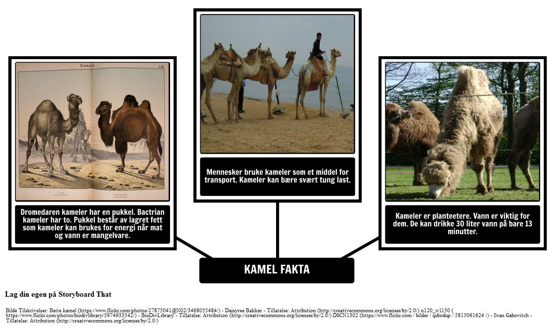 Hvordan Camel Got His Hump - Camel Fakta