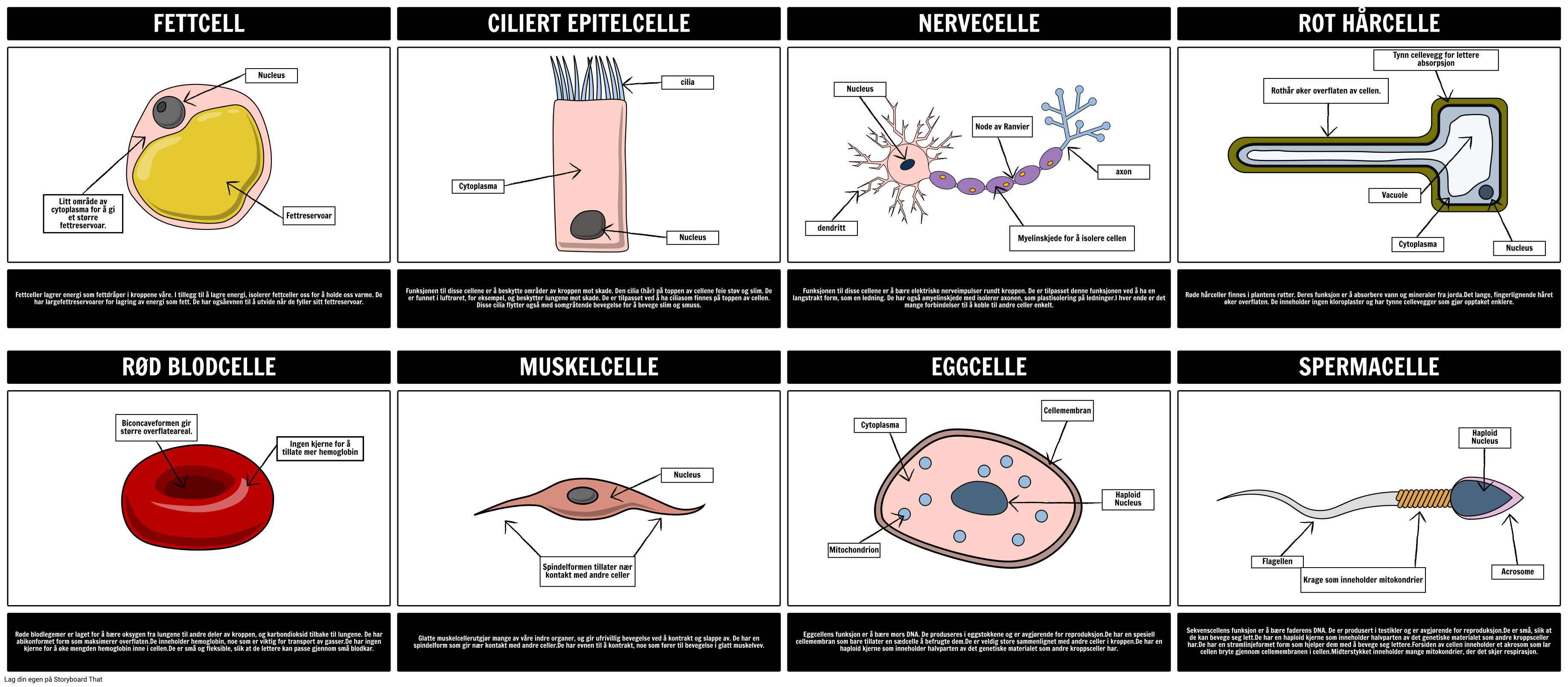 Spesialiserte Celler