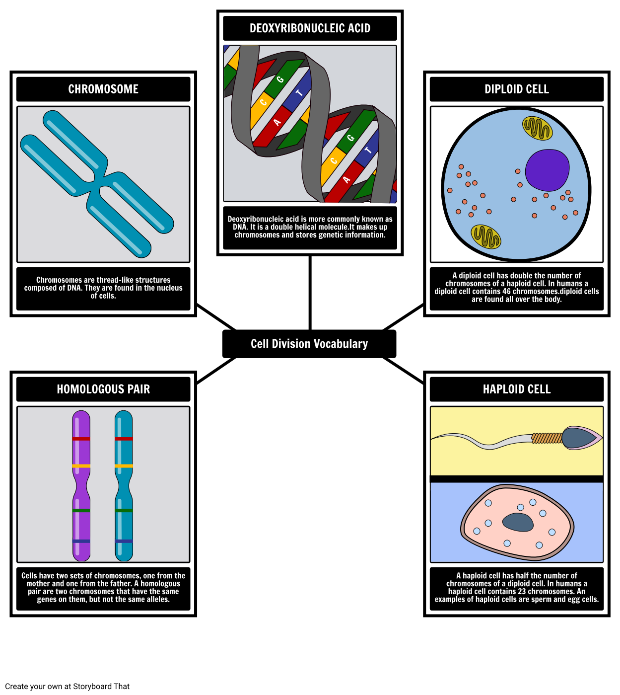 Cell Division Vocabulary Spider Map