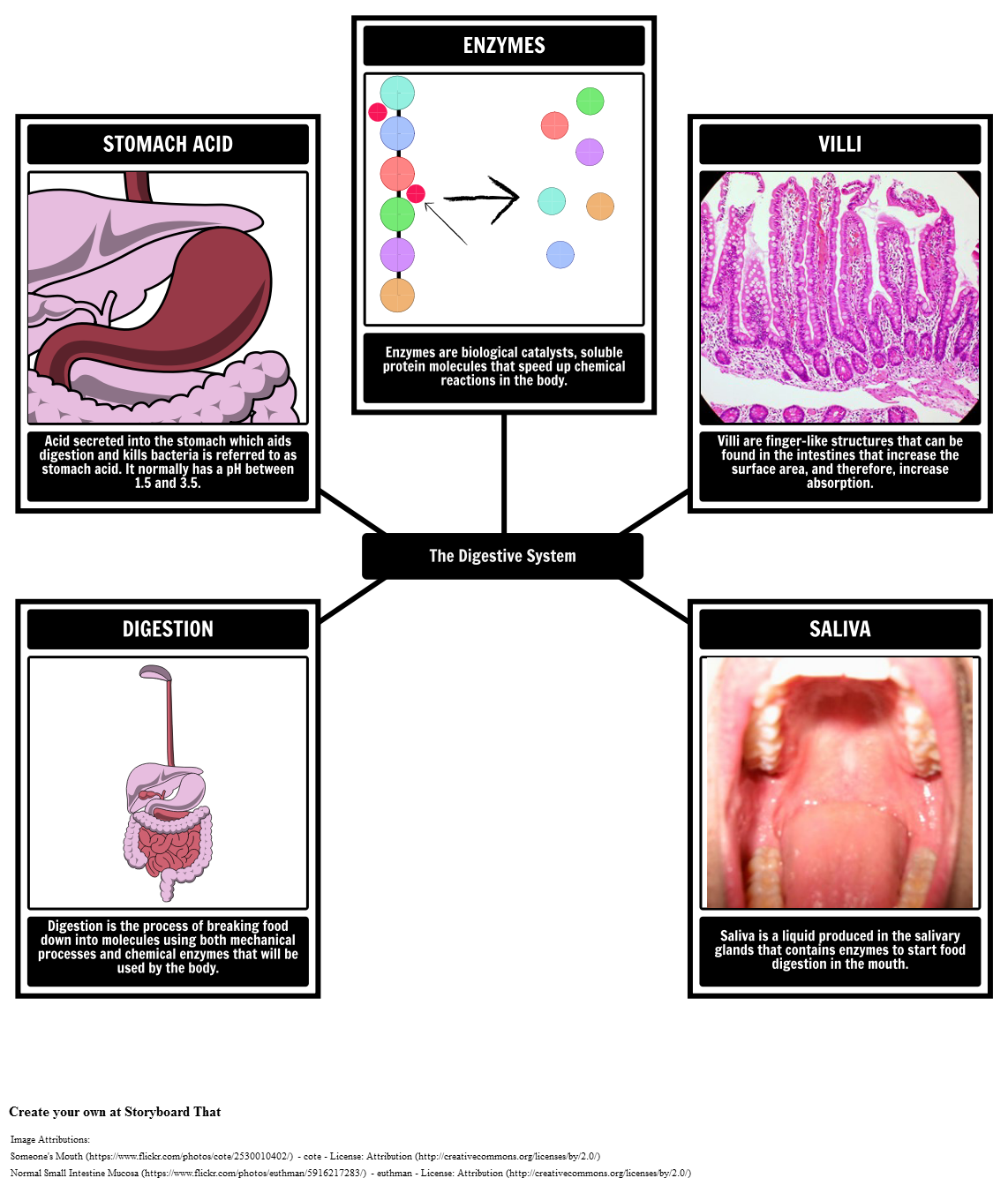 Digestive System Vocabulary Spider Map Storyboard