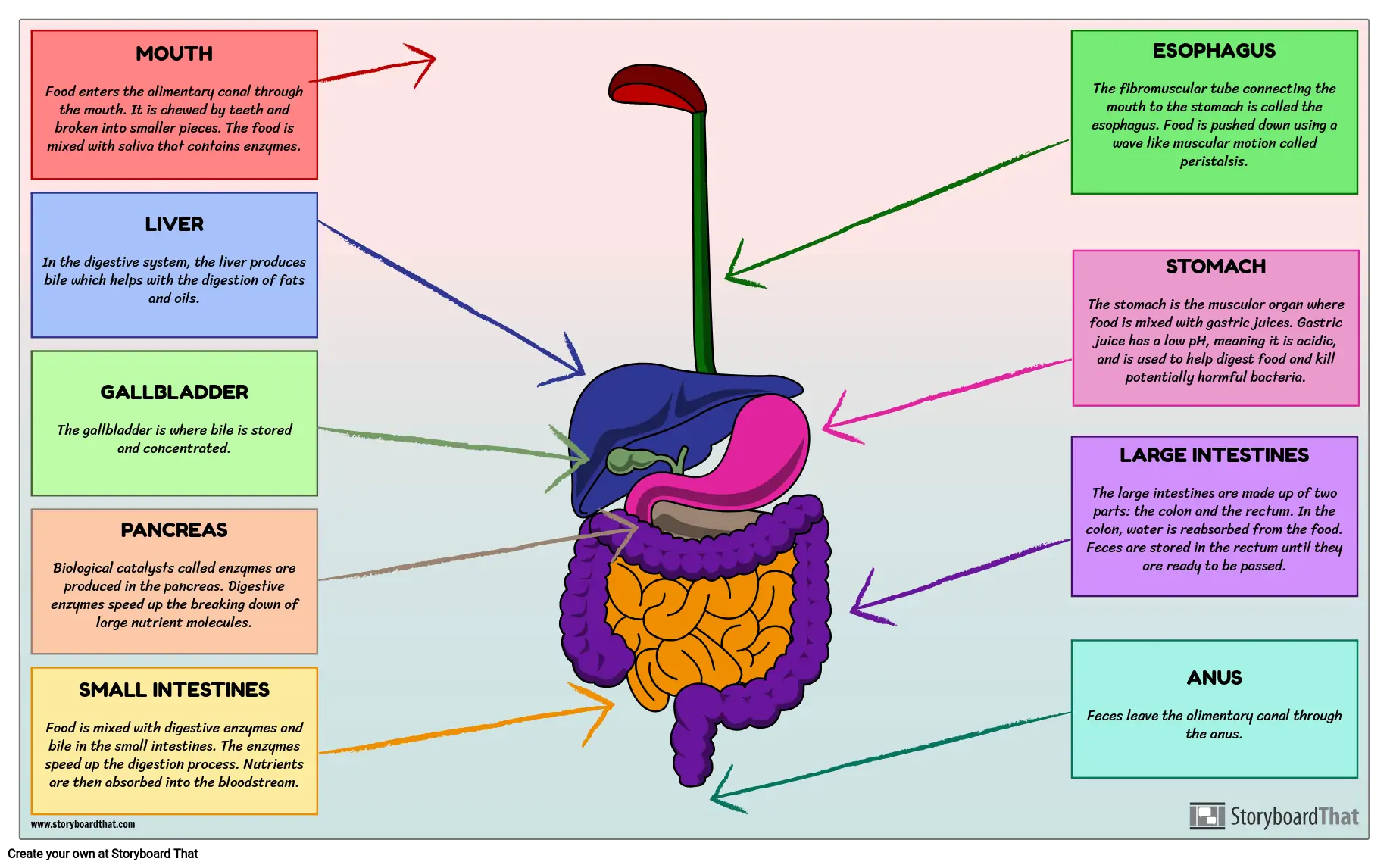 Digestive System Diagram Model