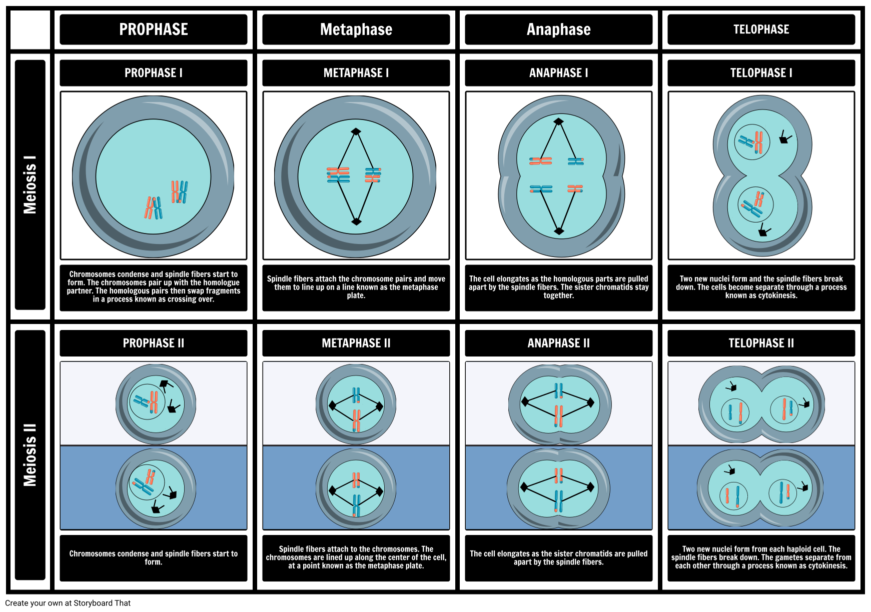 Stages of Meiosis Diagram