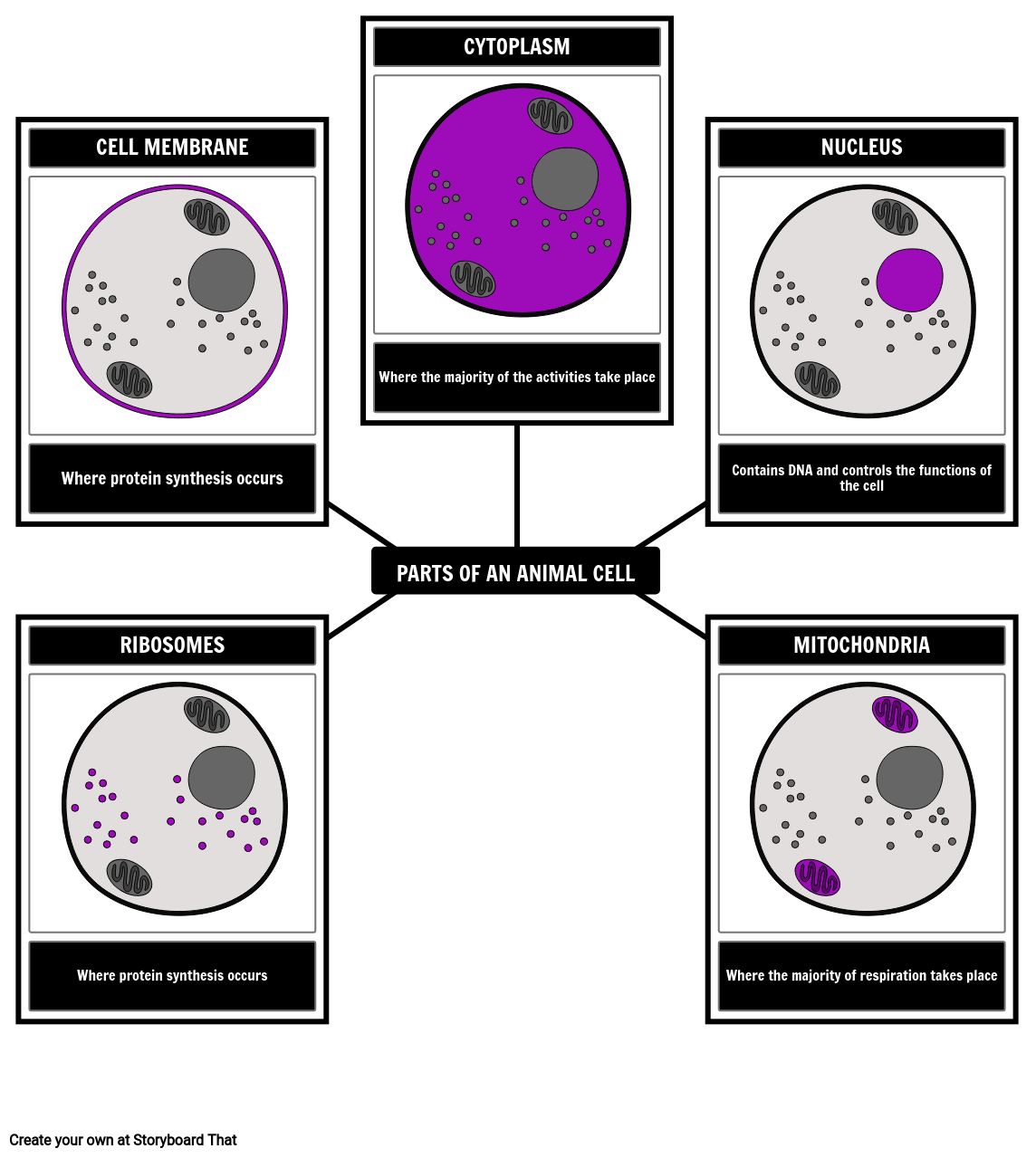 Parts of an Animal Cell | Label an Animal Cell Activity