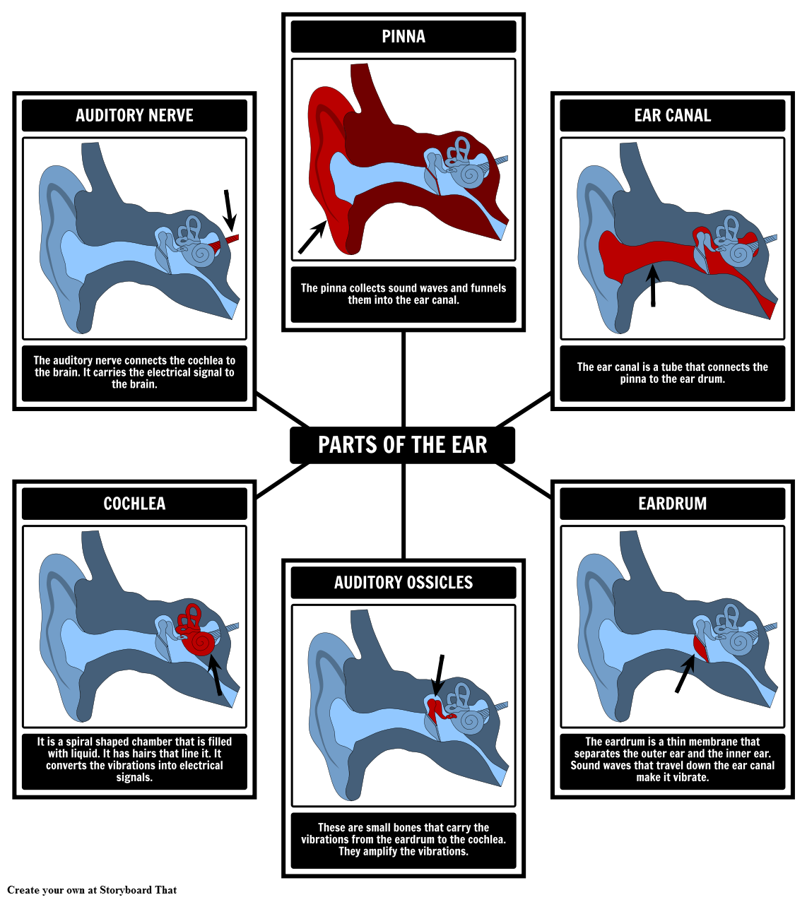 Parts of the Ear Identification Spider Map