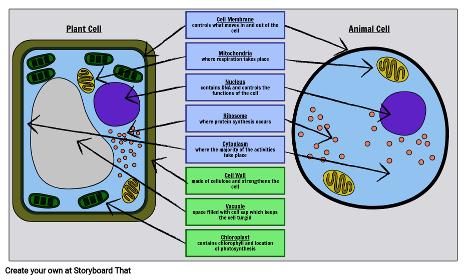Plant and Animal Cells Storyboard by oliversmith