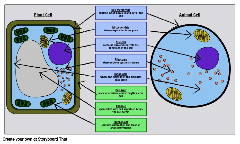 Picture of animal cell with labels