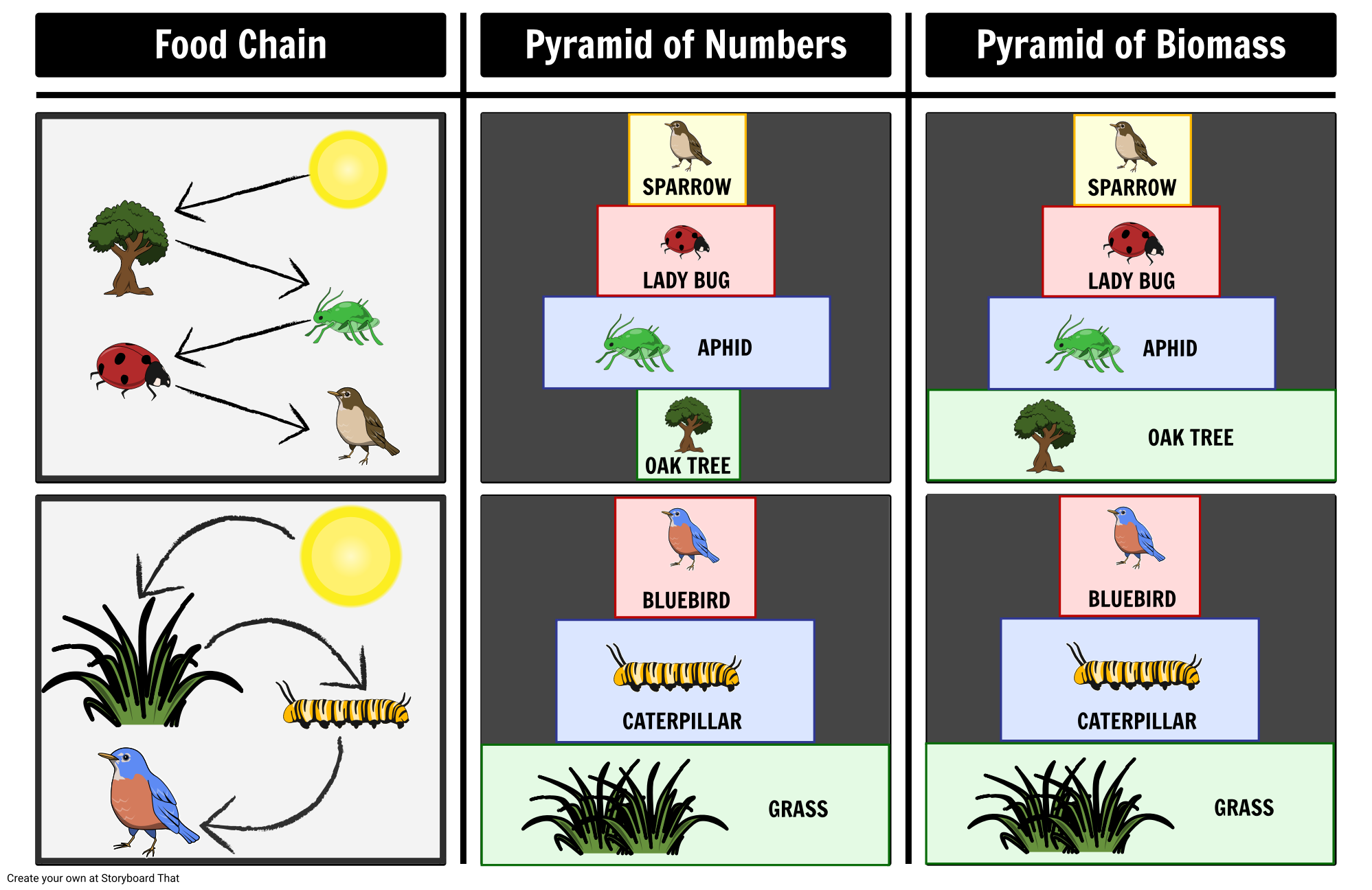 Pyramids Of Numbers And Biomass Activity