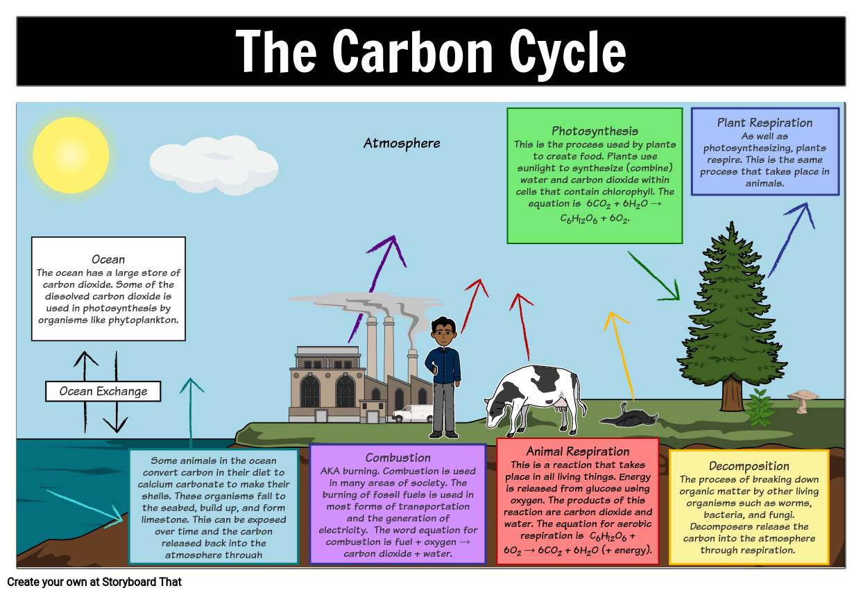 The Carbon Cycle Diagram Storyboard Por Oliversmith