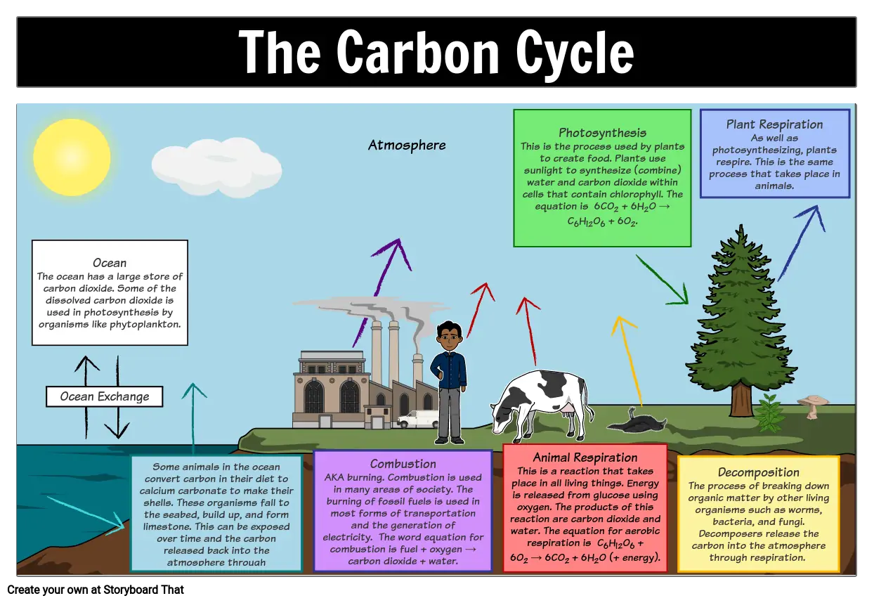 Carbon cycle on the worksheet Carbon cycle