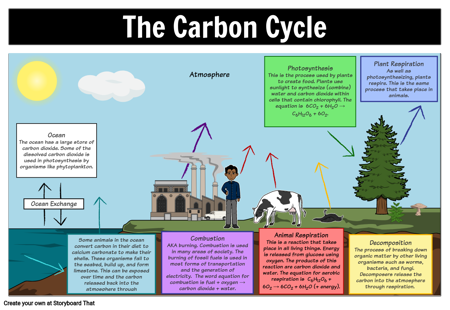 The Carbon Cycle Diagram