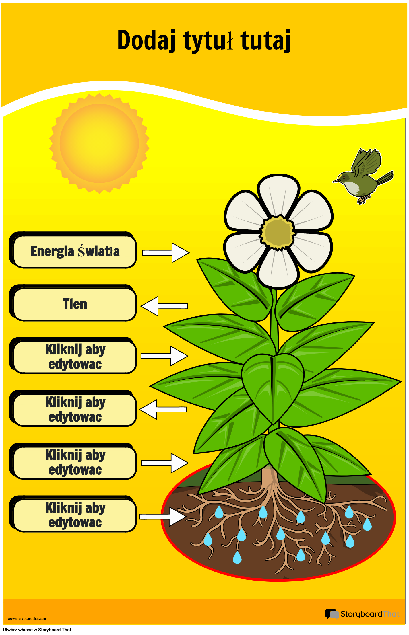Plakat ze Schematem Fotosyntezy