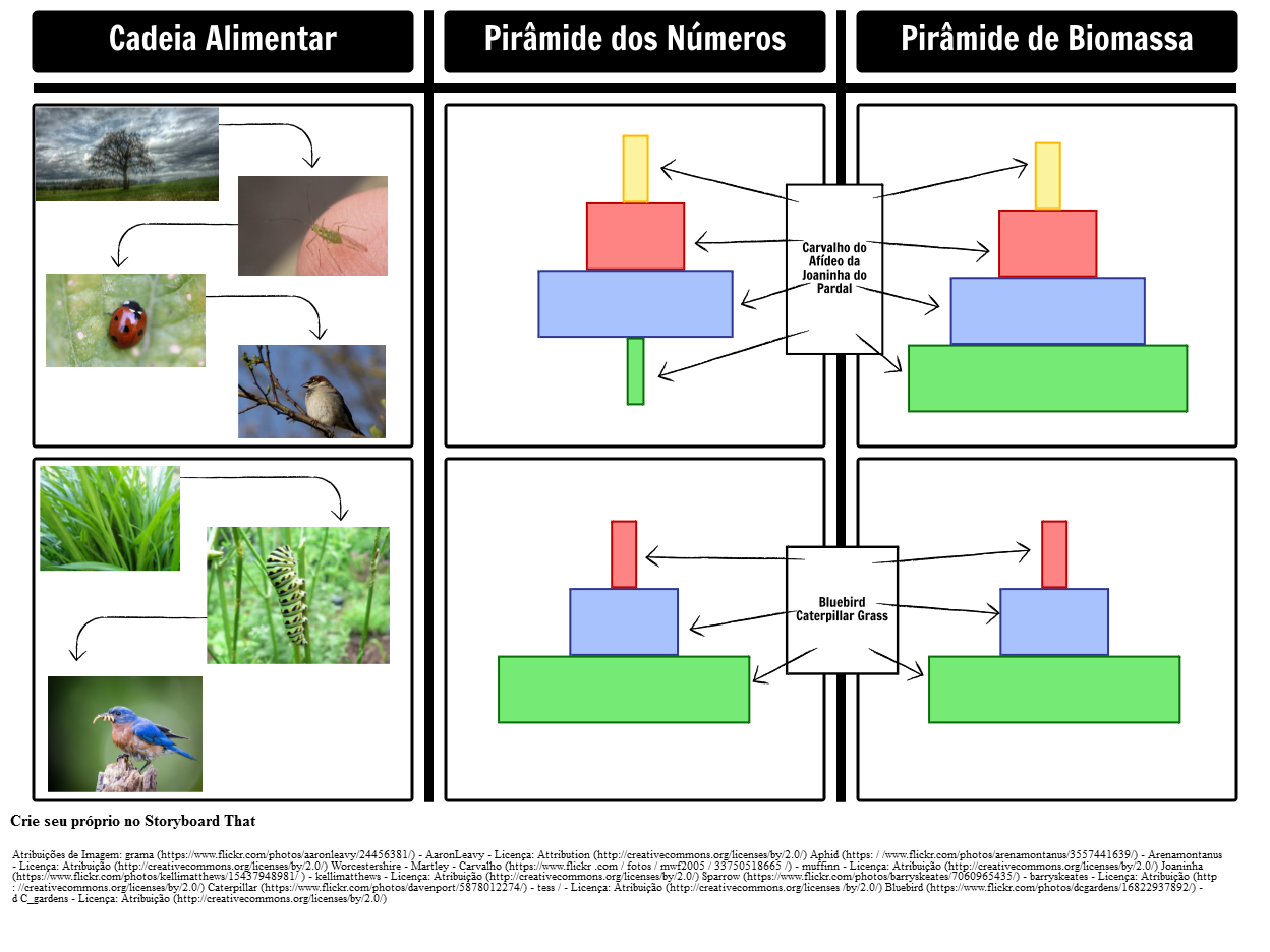 Pirâmides de Biomassa e Pirâmides de Números