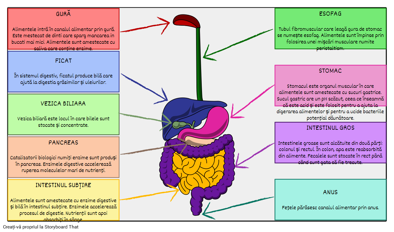 Sistem Digestiv