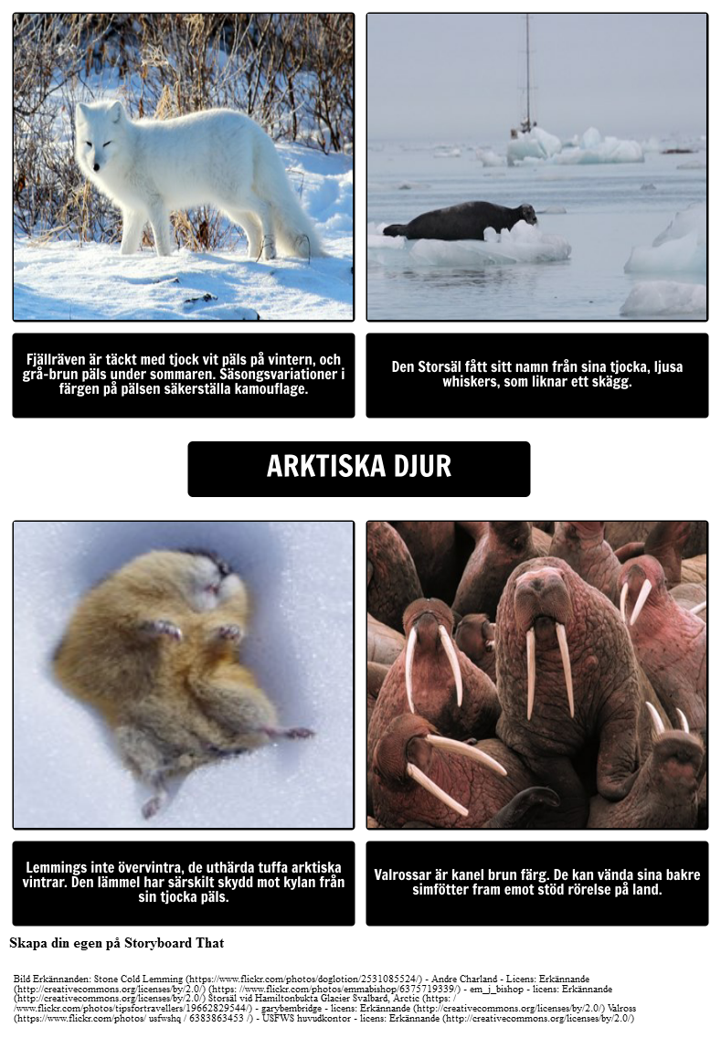 Var ska Isbjörnar Live? Arktiska Djur