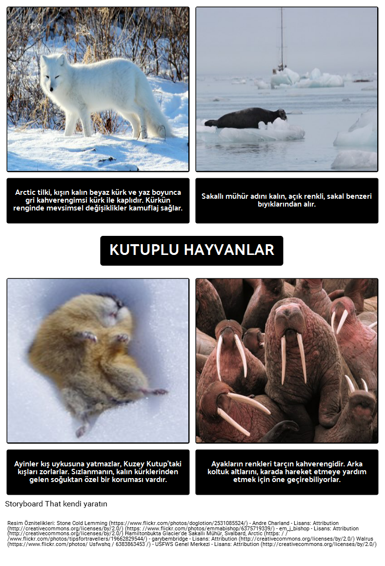 Kutup Ayıları Nerede Yaşıyor? Arctic Animals